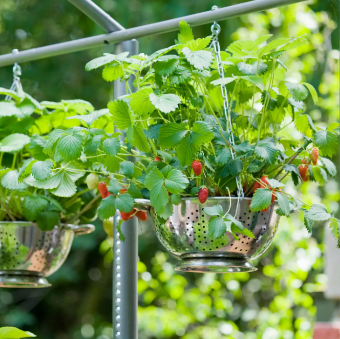 2 cách trồng dâu tây tại nhà cho trái ăn quanh năm - 15