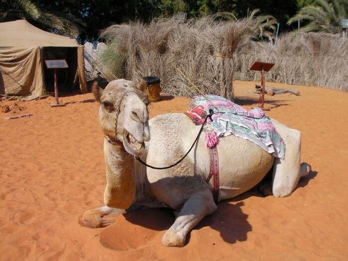 A camel resting inside the Heritage Village