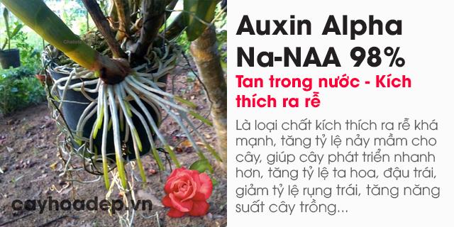Bán Auxin Alpha Na-NAA 98% tan trong nước (Chất kích thích ra rễ)