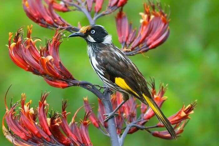 Birdwatching in Fiji