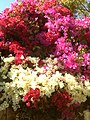 Bougainvillea 3 mÃ u tÃ´ Äiá»m cho hÃ ng rÃ o táº¡i Los Angeles