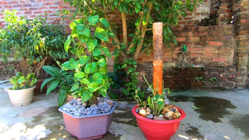 Cách chăm sóc cây trầu bà leo cột