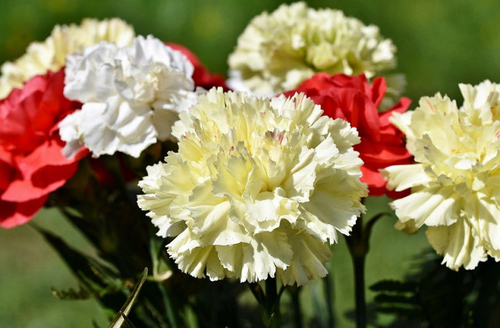 Điều kiện sống và phát triển của hoa cẩm chướng