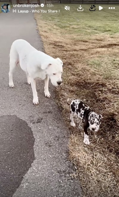 Josh Hall Debuts Adorable Puppy Amid Divorce From Christina Hall