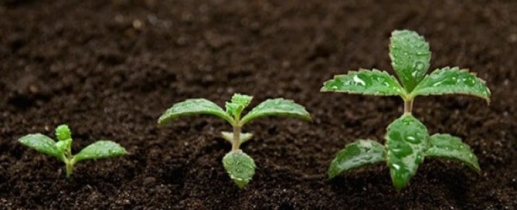 Lợi ích của đất sét khi trồng cây