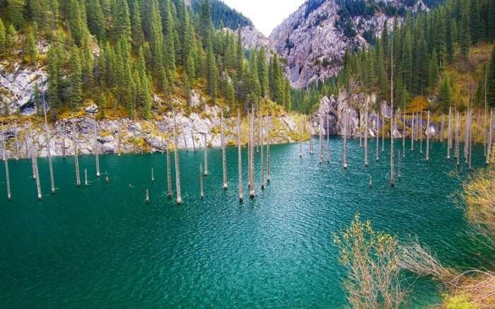 Large masts of spruce trees rise above Lake Kaindy in Kazakhstan.