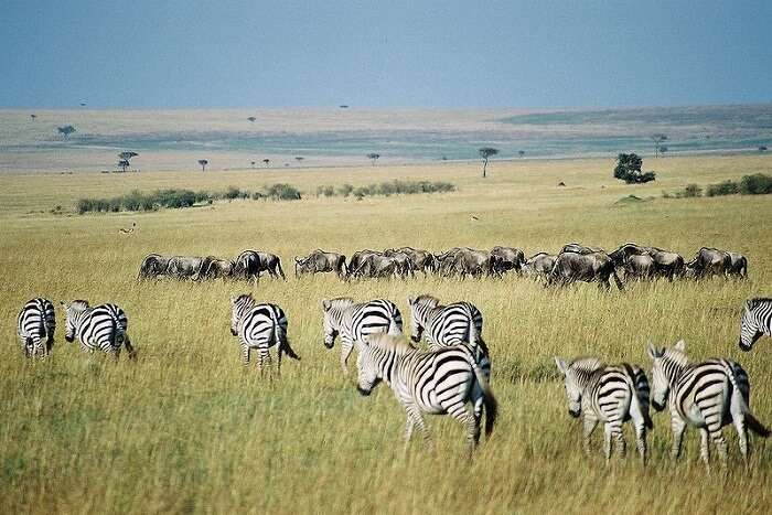 beautiful zebras walking in the grass