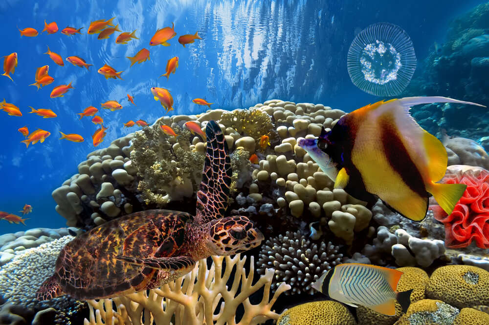 the colourful coral reefs