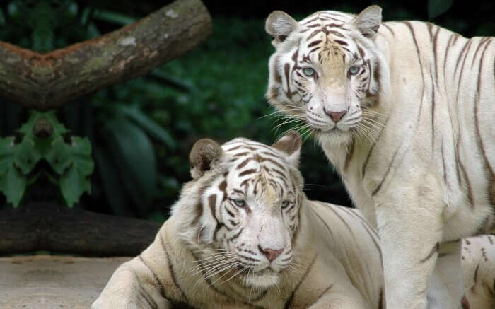 two white tigers in Bandhavgarh National Park